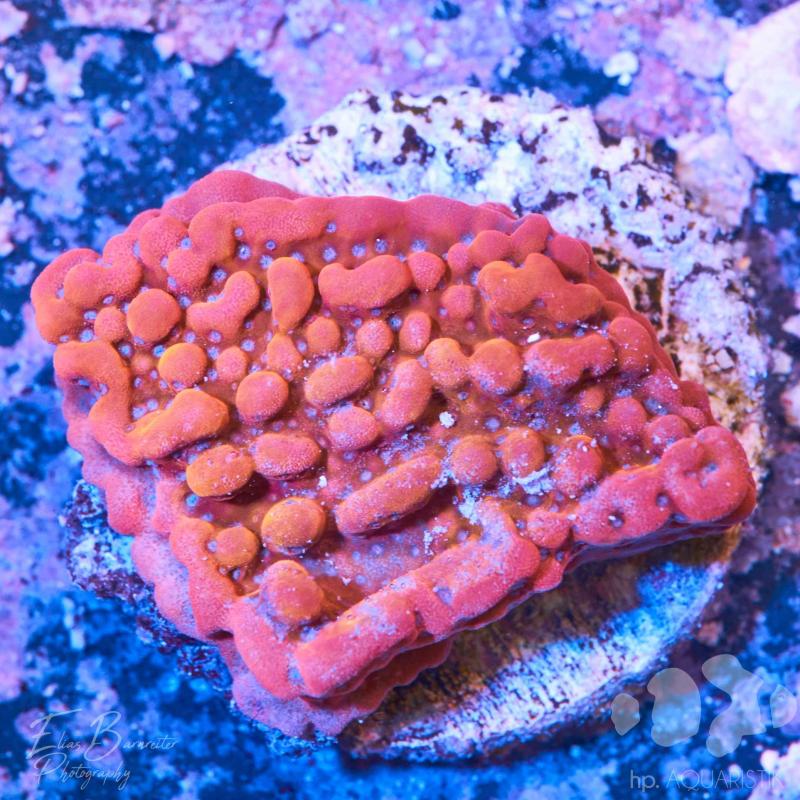 Montipora Snow